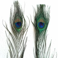 Madártoll, pávatoll kb. 25cm 1db