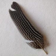 Madártoll, fácántoll kb. 20cm