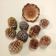 Termés csomag 20-55mm natúr: toboz kicsi (min. 7db), toboz Murii (2db), "mini napraforgó Protea, fás kemény" (1db)